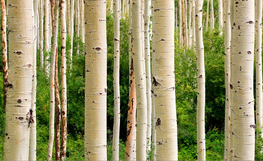 Painting Forest Nature Art