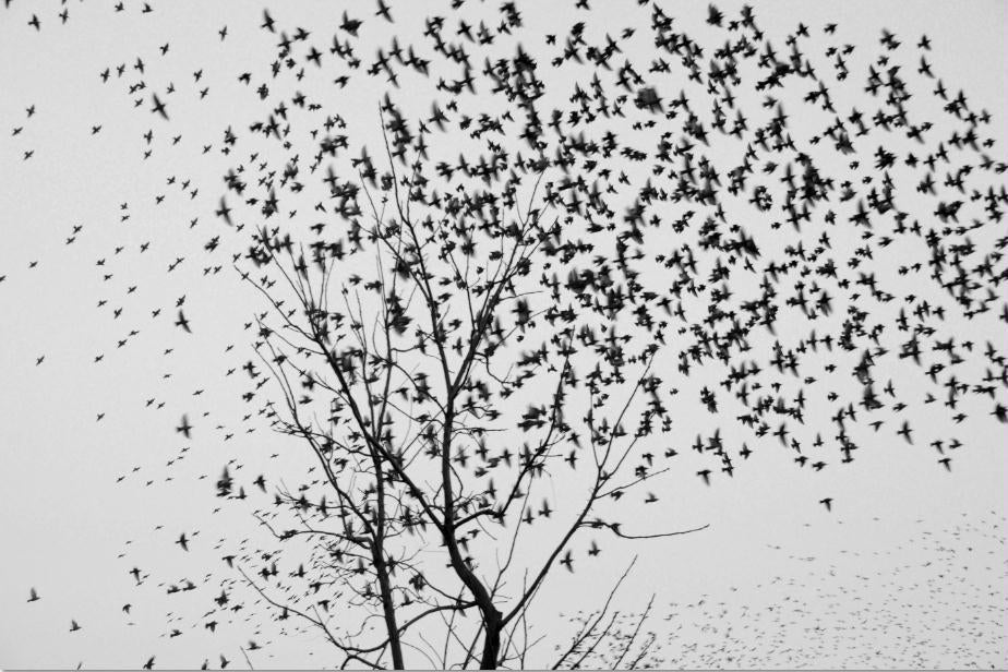 Painting Birds Nature Art