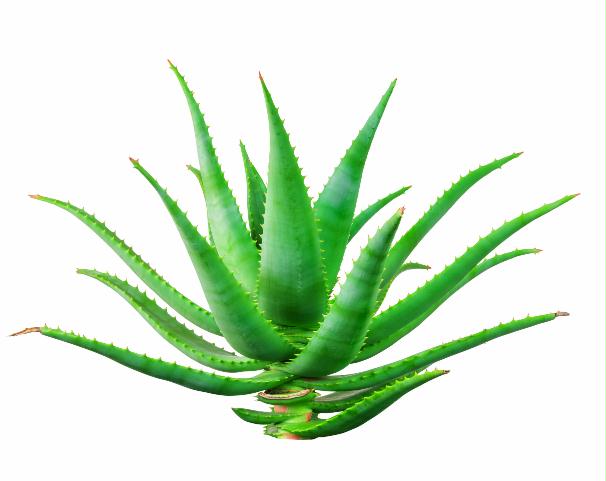 Painting Green Plant Nature Art