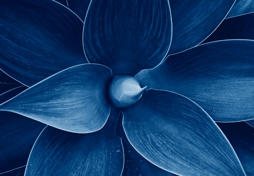 Painting Blue Flower Nature Art