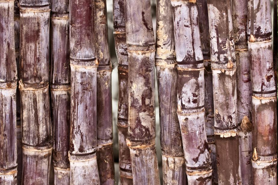 Painting Sugar Cane Nature Art