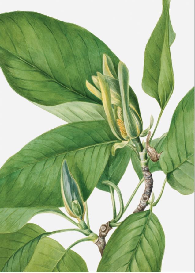 Painting Green Leaf Nature Art